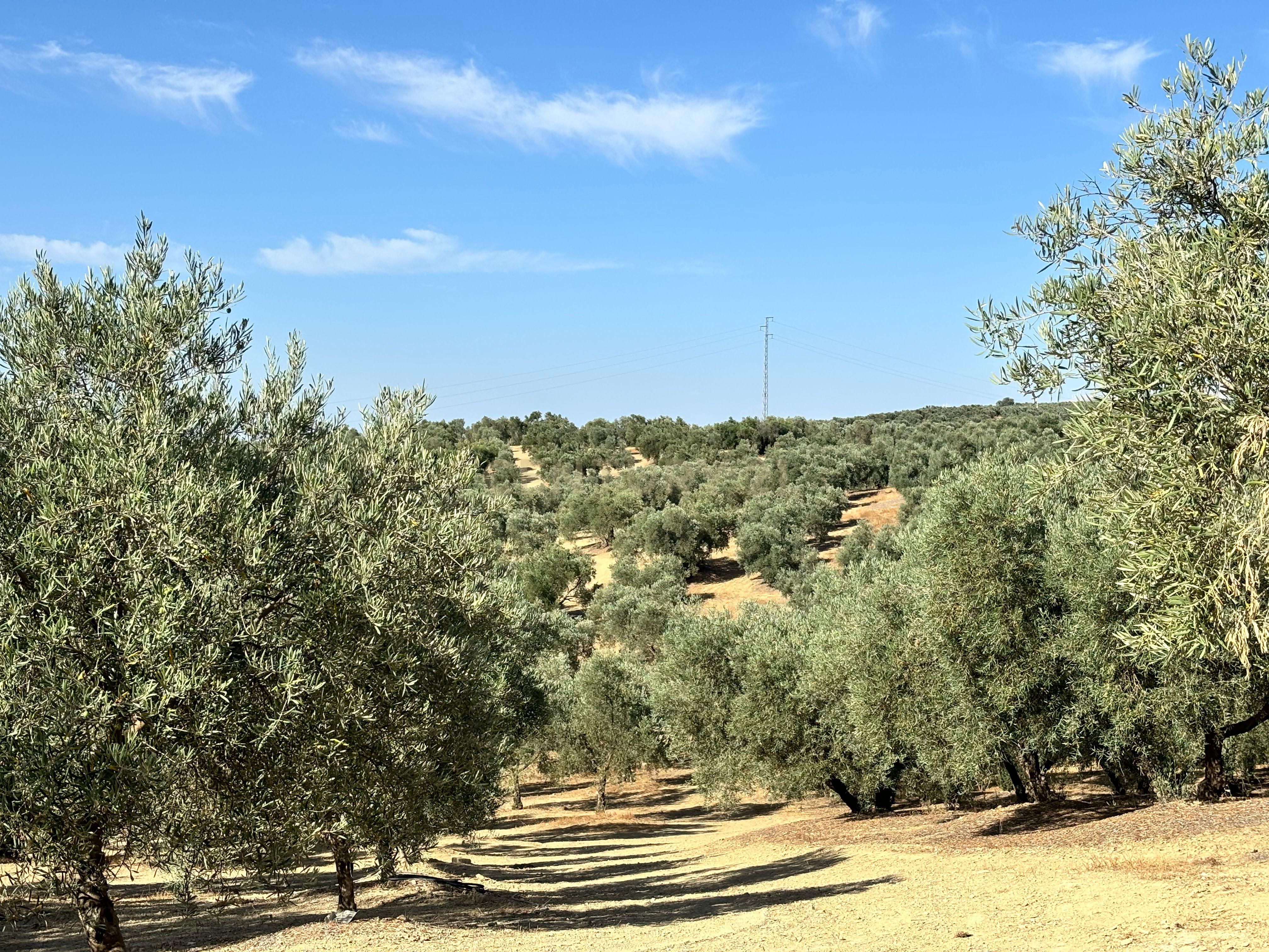 Land for sale in Villanueva del Trabuco