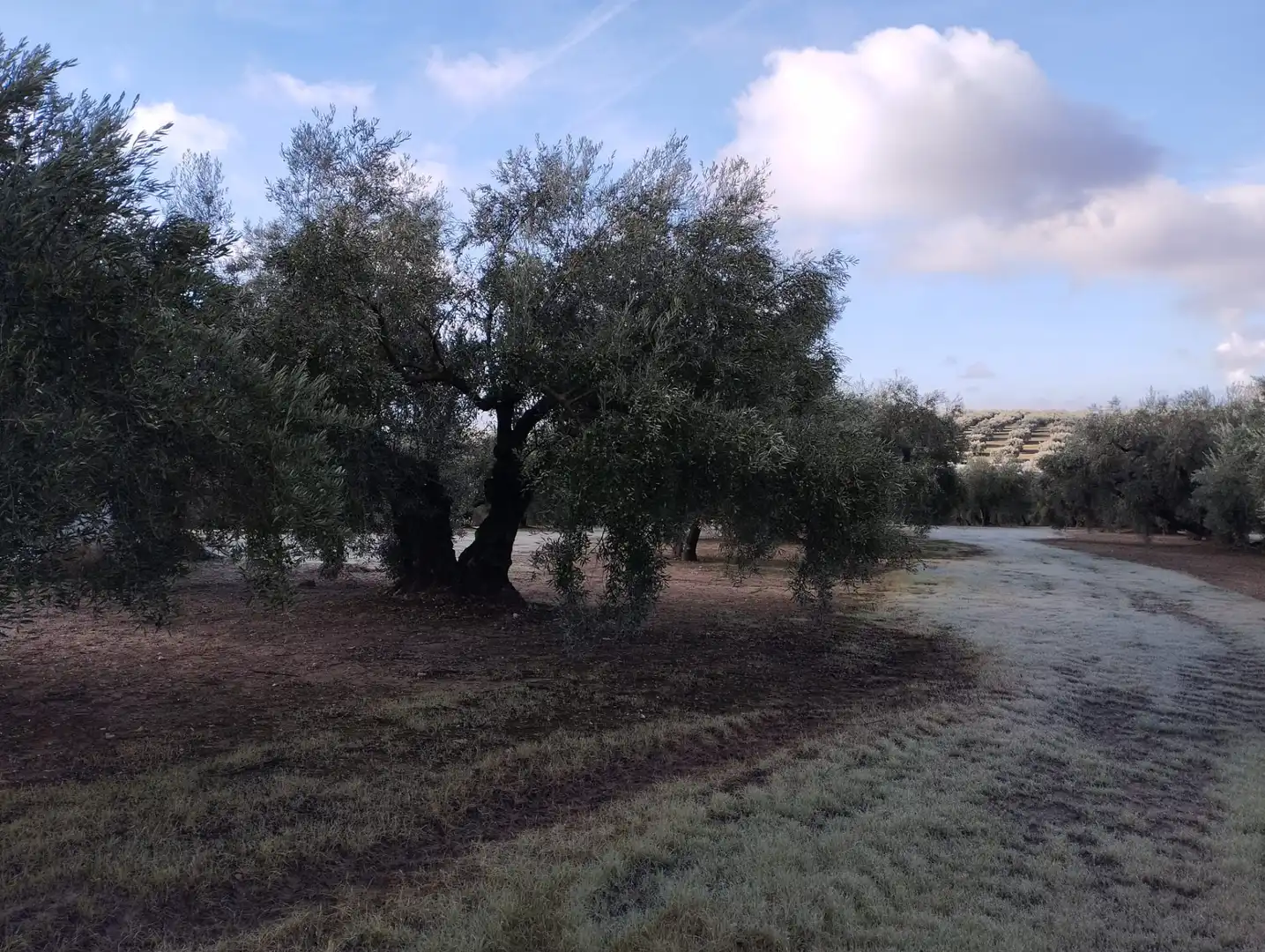 Finca rústica en venta en Cabra