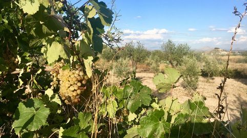 Terreno con bonitas vistas en moratalla, immagine 5