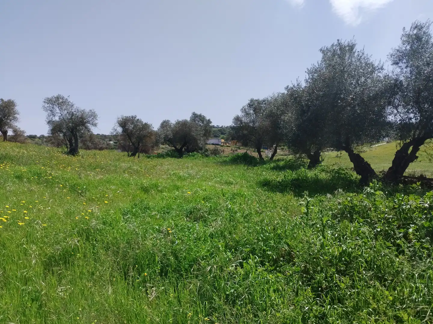 Terreno en venta en Oliva de la Frontera