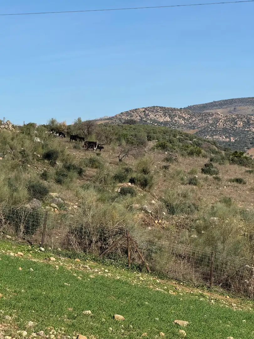 Houses for sale in Málaga  with Furnished
