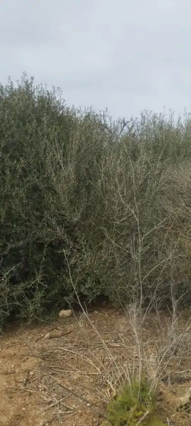 Rural land for sale in Felanitx Poble, imagen 9