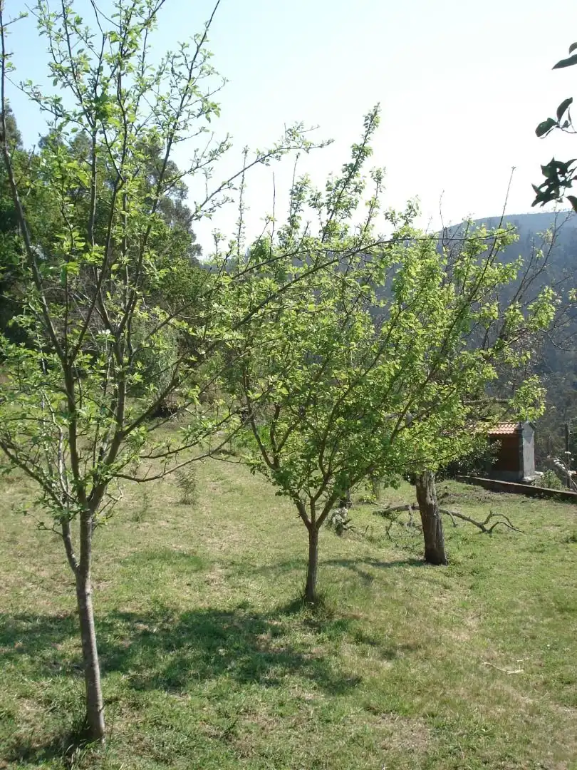 Terreny residencial en venda a Lousame, imagen 3