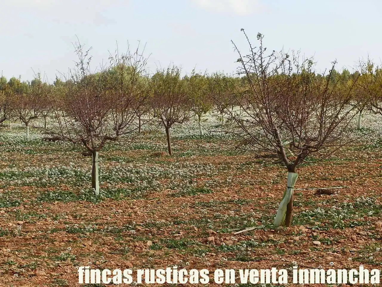 Terreno rústico en venta en Tomelloso, imagen 5