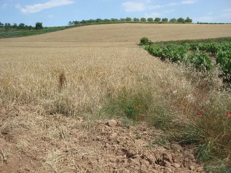 Terreny rústic en venda a Villamediana de Iregua, imagen 4