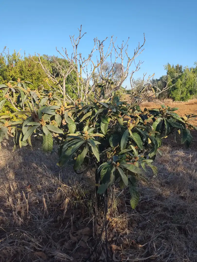 Land for sale in Conil de la Frontera