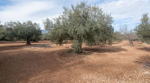 Finca rústica plana con olivos, almendros y algarrobos, imatge 2