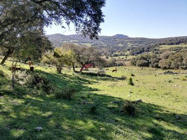 Wohnbaugrundstück zum Verkauf in Cortes de la Frontera