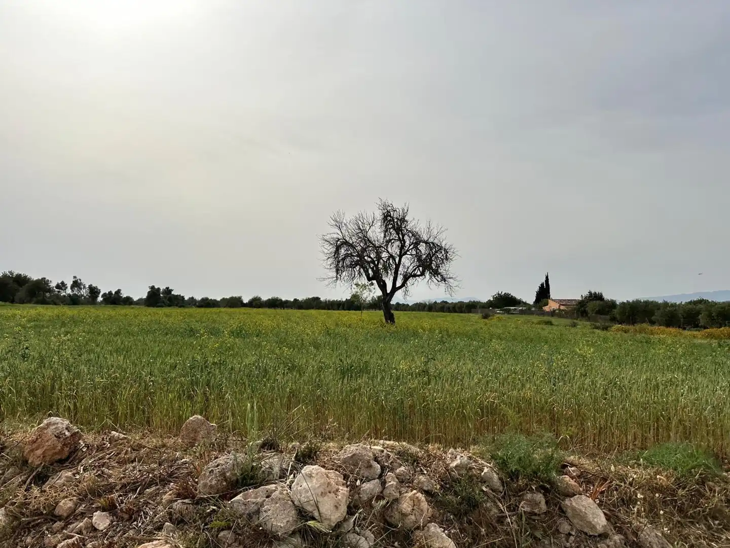 Country homes for sale in Algaida  with Private garden