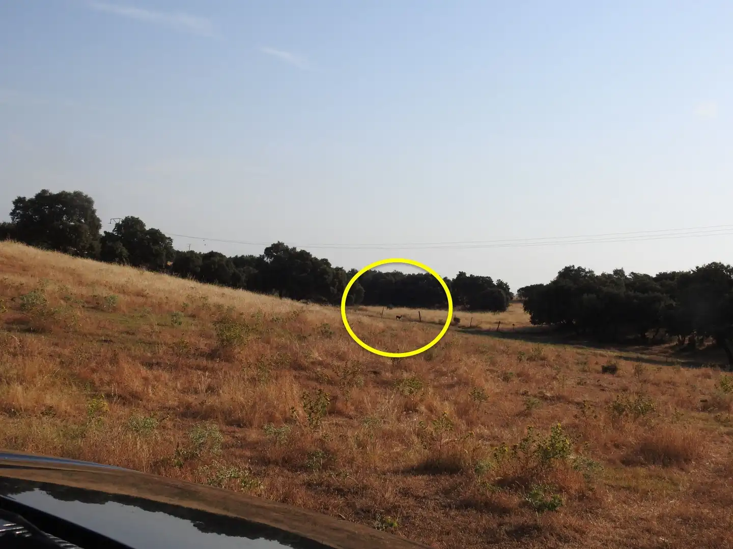 Land for sale in Villar del Pedroso