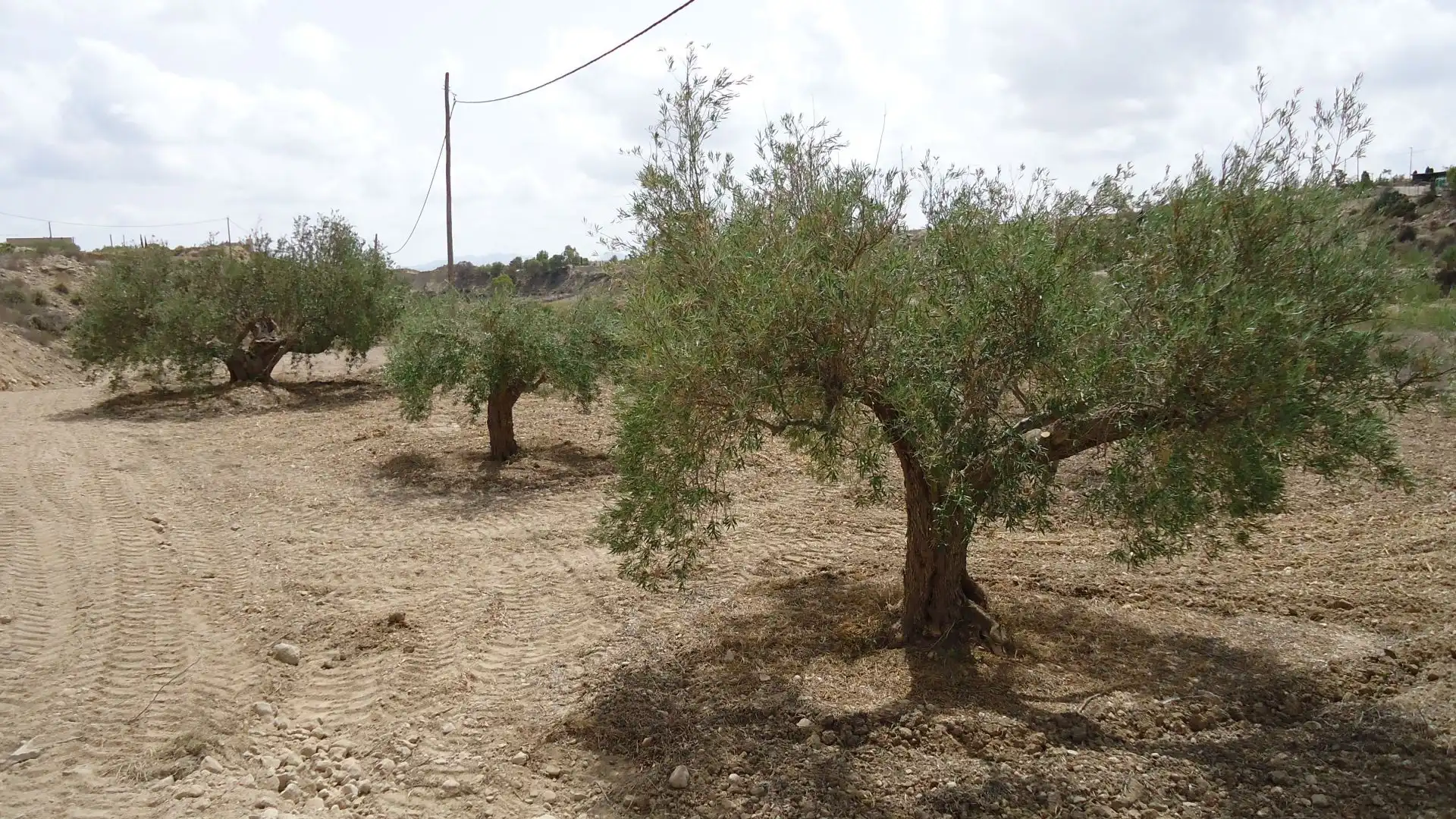 Lands and plots for sale in Abanilla, imagen 8