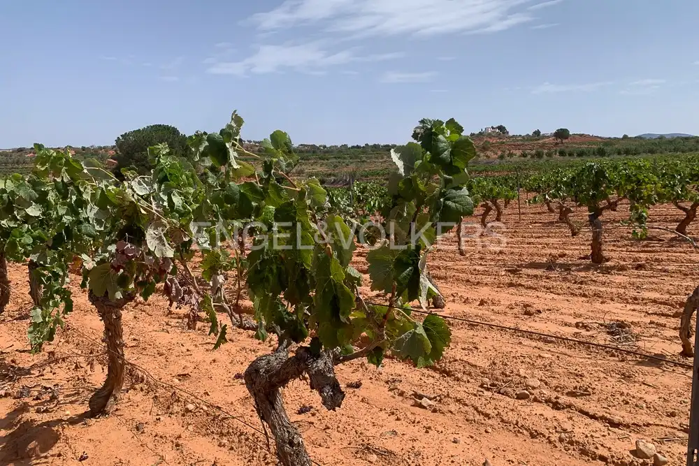 Lands and plots for sale in Requena, imagen 40