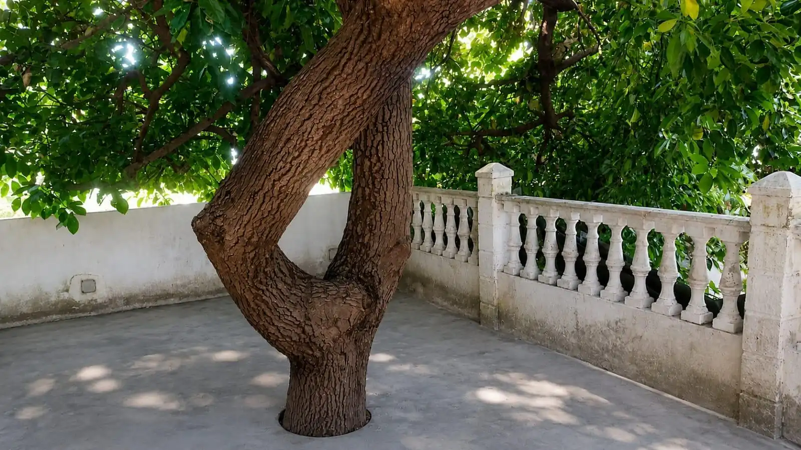 Jardí de Casa o xalet en venda en Teror amb Jardí privat, Terrassa i Balcó