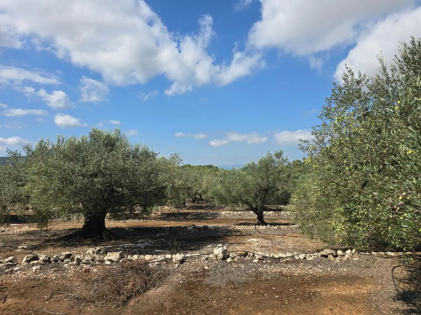Finca rústica en venta en Freginals con Jardín privado