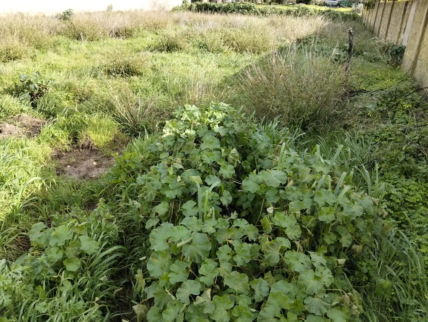 Rustikales Grundstück zum Verkauf in La Jara, imagen 4