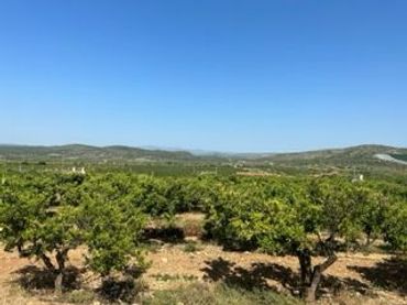Terreno rustico in vendita a Alcalà de Xivert pueblo
