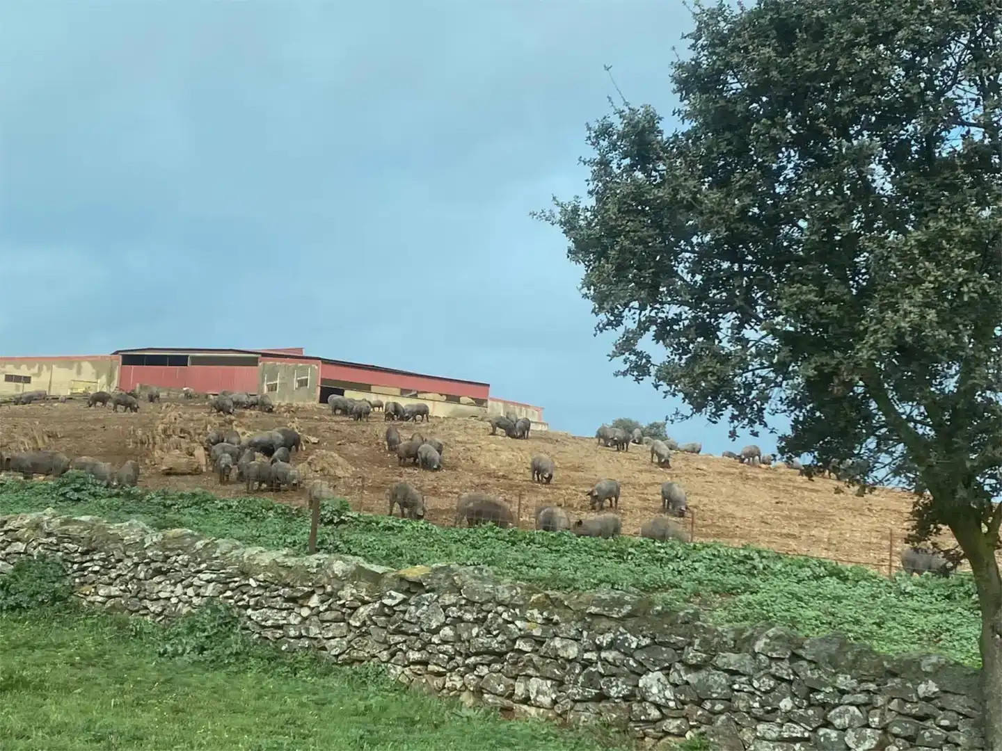 Exterior view of Land for sale in Medina de las Torres