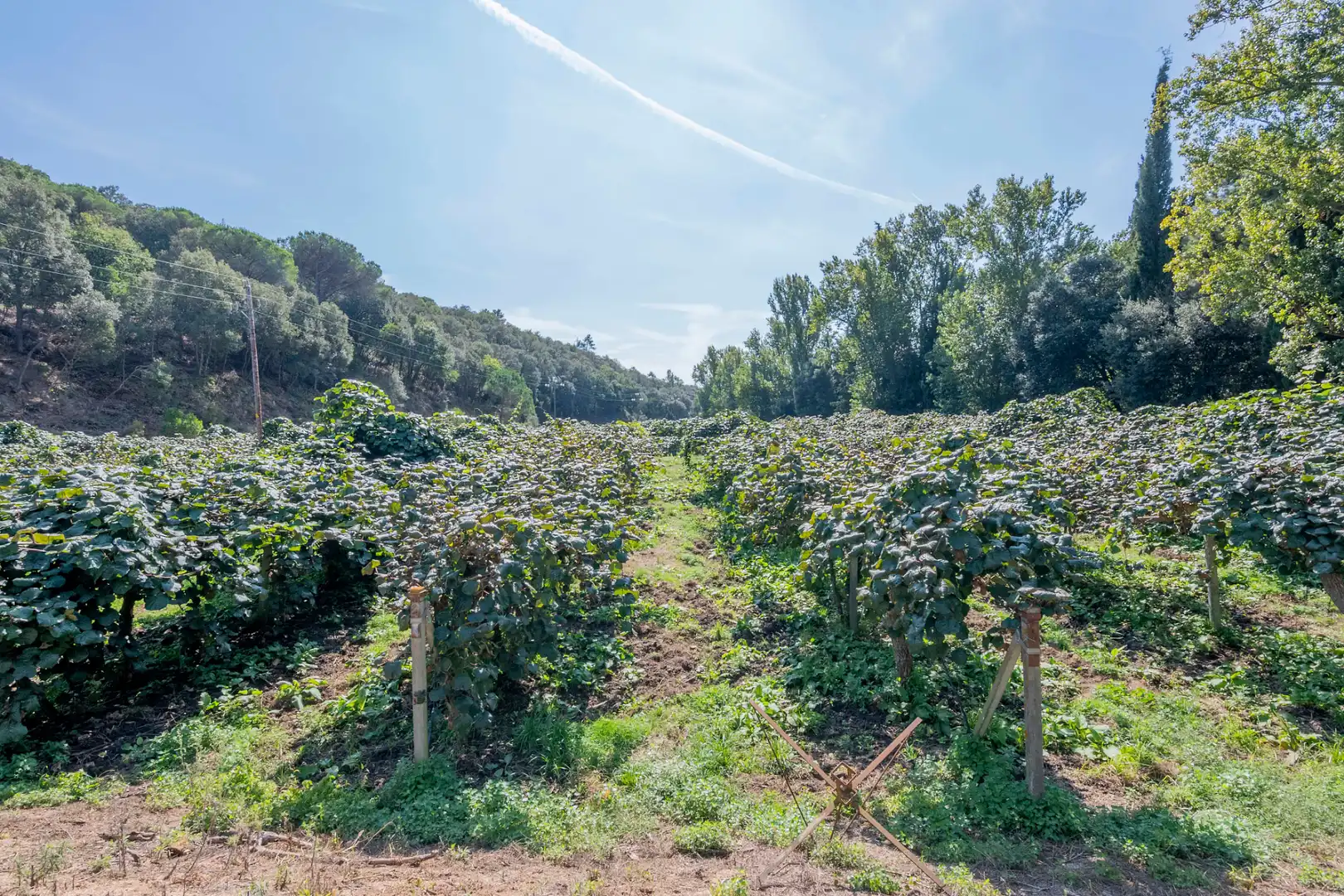 Casa rústica con piscina en venta en Camí Can Cabot de Munt, imagen 84