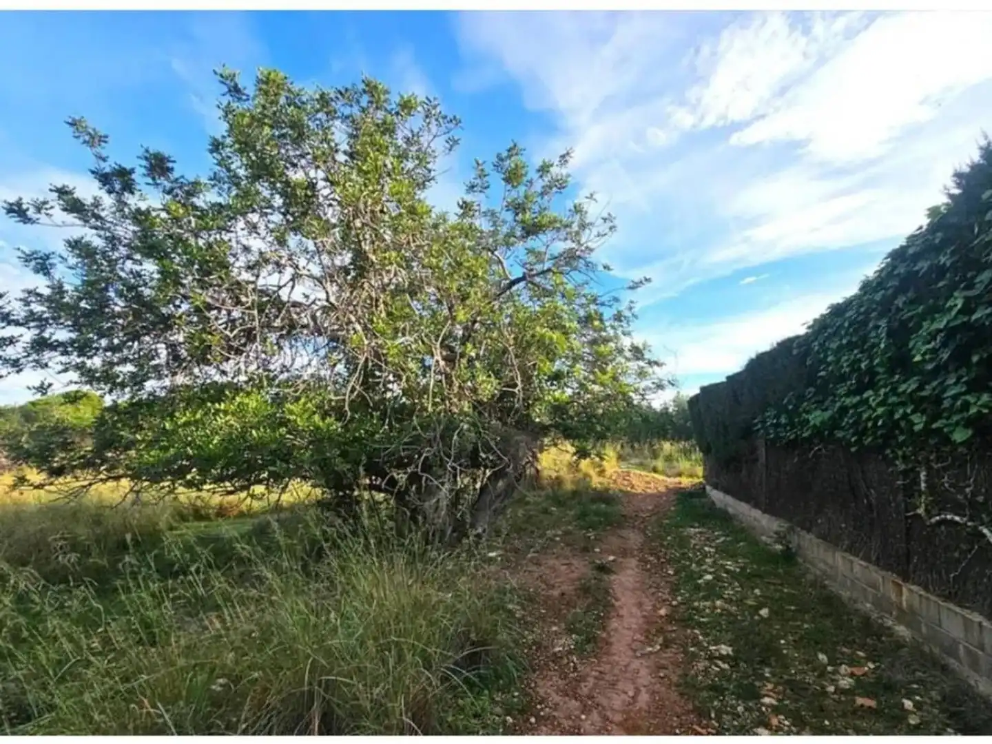 Rural land for sale in Calle de la Fonolleda, imagen 6