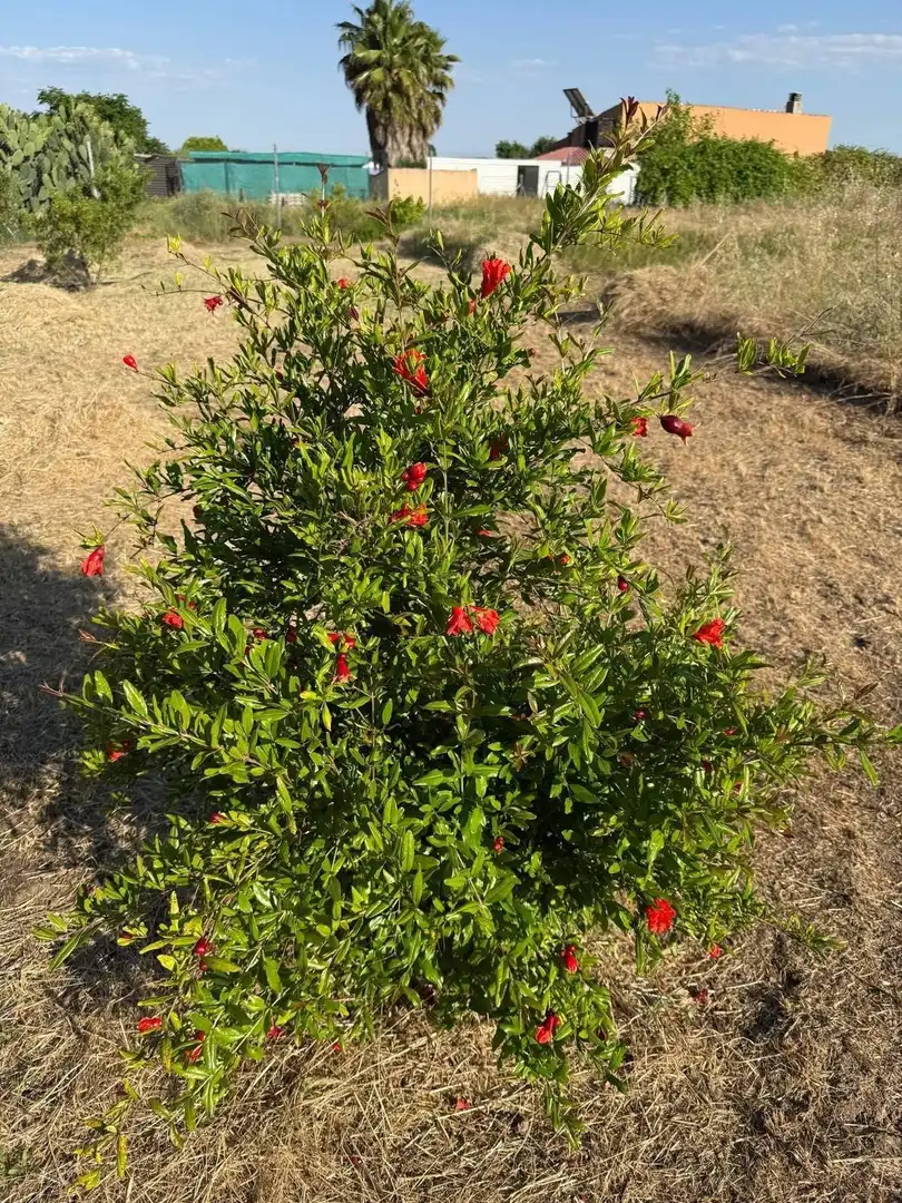 Terreni e lotti in vendita a Pedanías de Badajoz, imagen 6