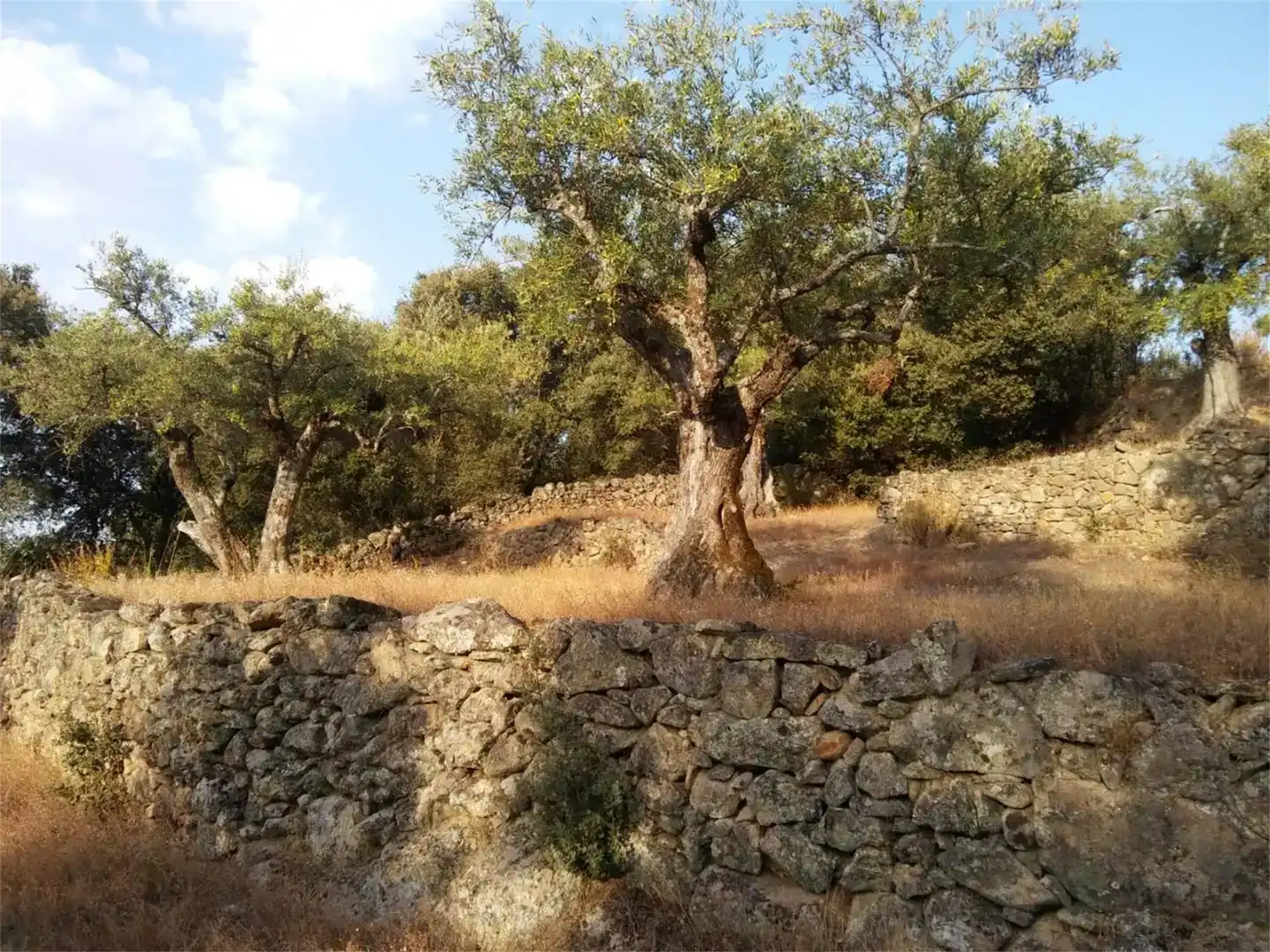 Terreno en venta en Pedro Bernardo