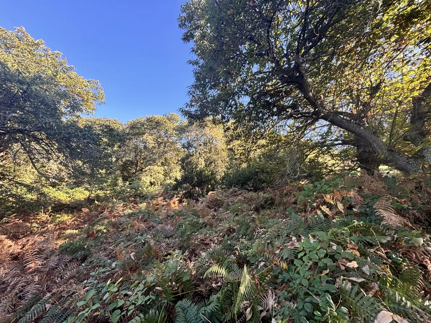 Terreno rustico in vendita a Lugar el Balayo, imagen 7