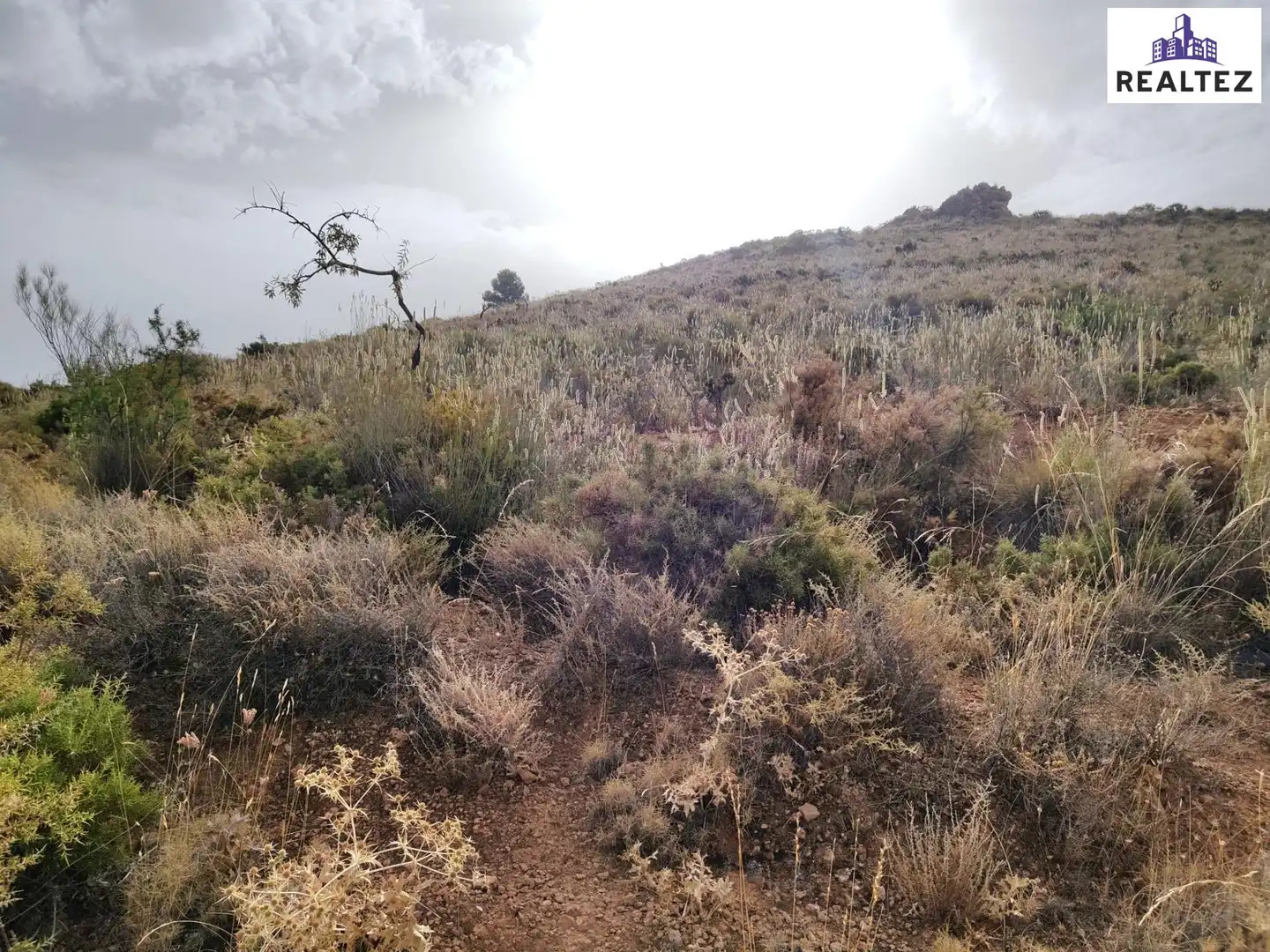 Terrain rustique à vendre à Alcolea, imagen 8