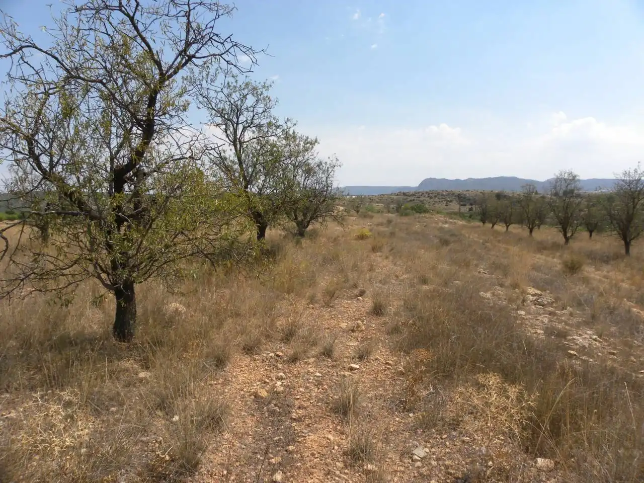 Residential land for sale in Caravaca de la Cruz, imagen 13