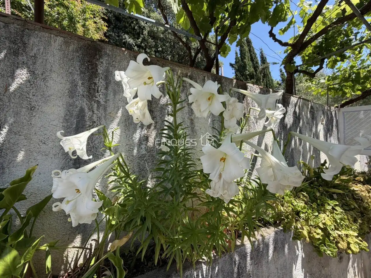 Jardí de Casa o xalet en venda en Tordera amb Jardí privat, Terrassa i Piscina comunitària
