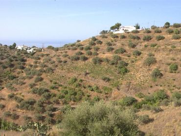 Terreno rustico in vendita a Torrox Pueblo