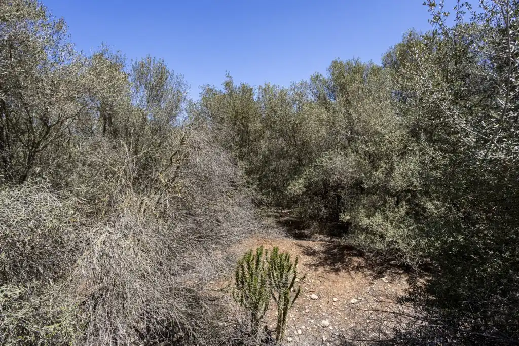 Terreno rustico in vendita a Sa Cabaneta, imagen 4