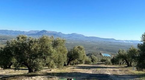 Finca de olivar 76 matas camino Cordoba, immagine 2