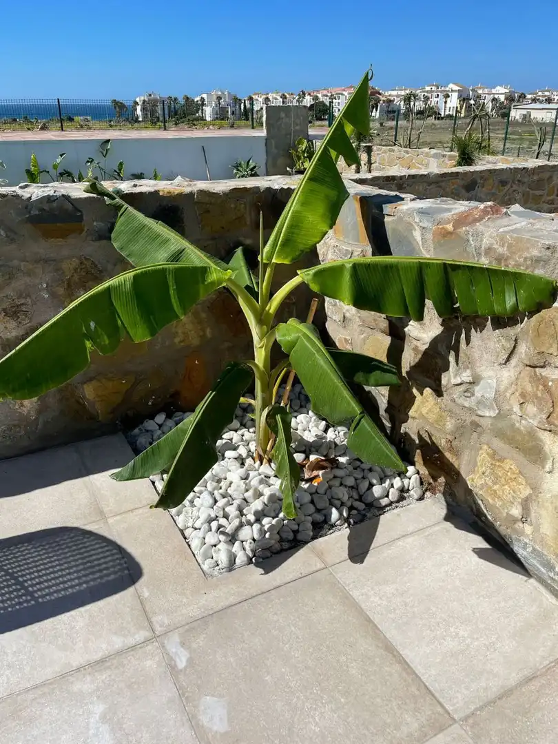 Garden of Houses for rent in Zahara de los Atunes  with Terrace