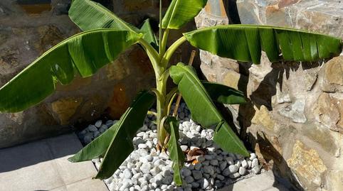 Foto 3 de Casa o xalet de lloguer a N/a, -1, Alemanes, Cádiz