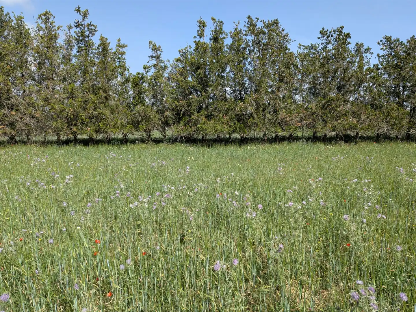 Rural land for sale in Felanitx Poble, imagen 7