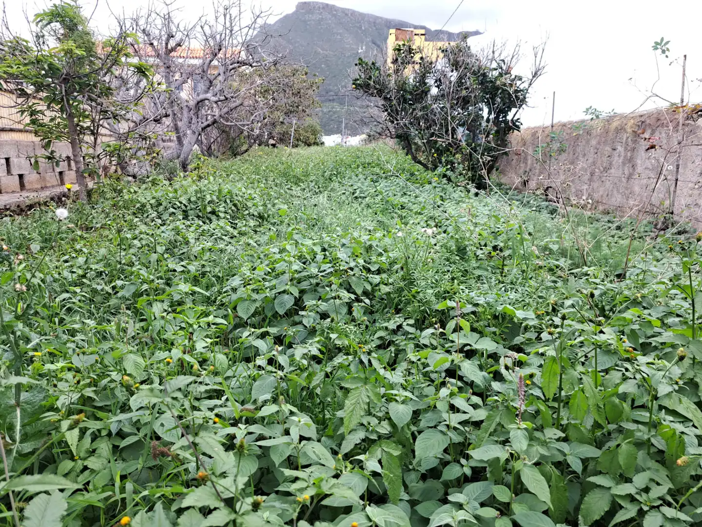 Residential land for sale in Tejina, imagen 22