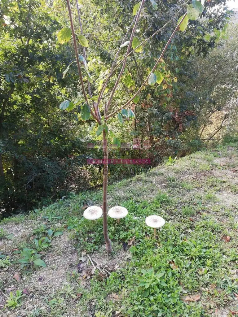 Finca rústica en venta en Ponteareas con Jardín privado, Terraza y Piscina