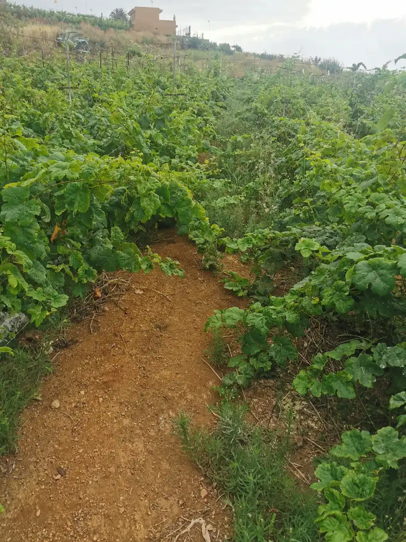Terreno en venta en Calle la Bastona, Santa Úrsula pueblo