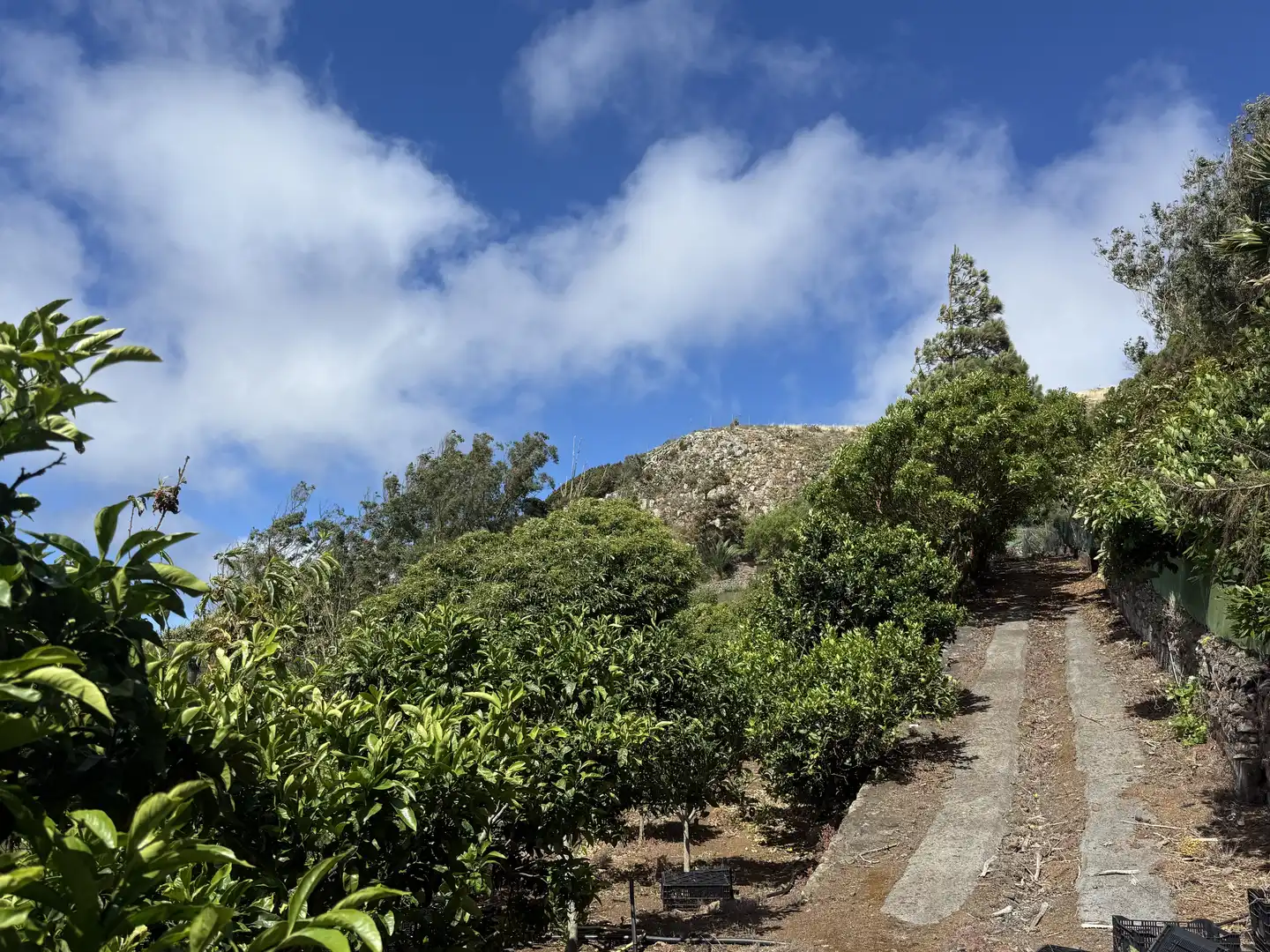 Rural land for sale in Tegueste, imagen 3
