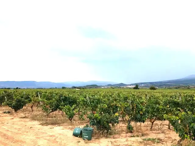 Terreny rústic en venda a Navarrete