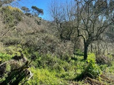 Terreno rustico in vendita a Camino de los Franciscanos