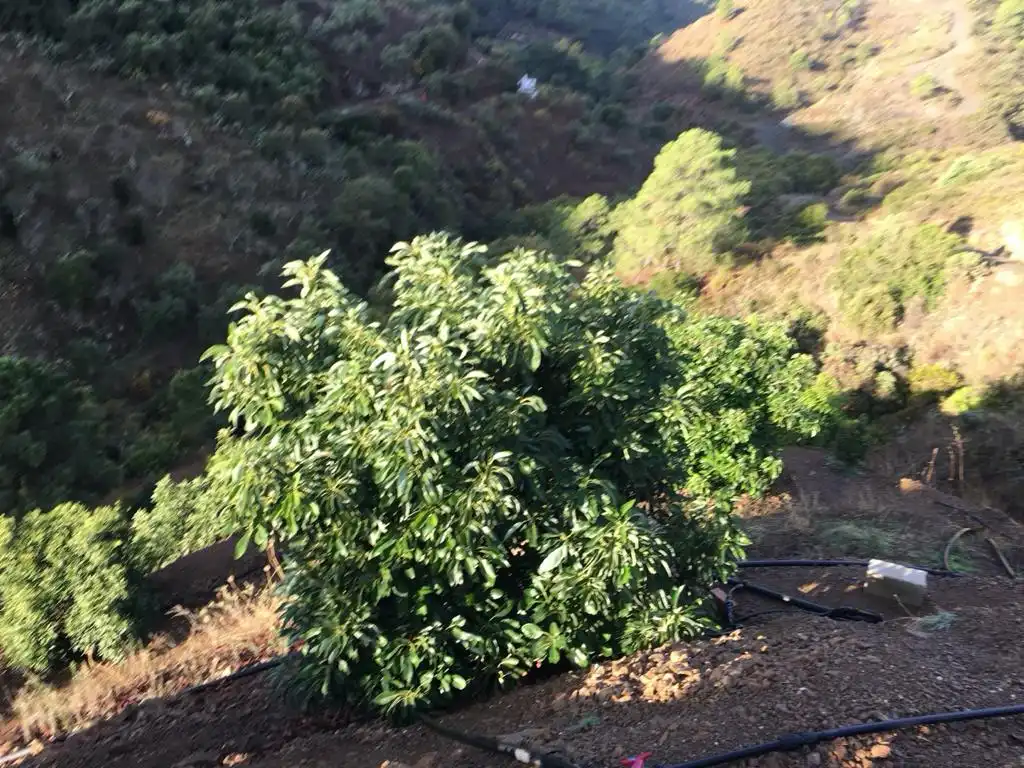 Terreno rustico in vendita a Monda, imagen 20