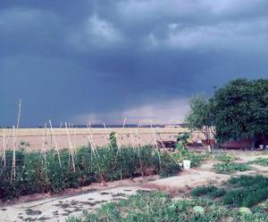 Garden of Land for sale in  Madrid Capital