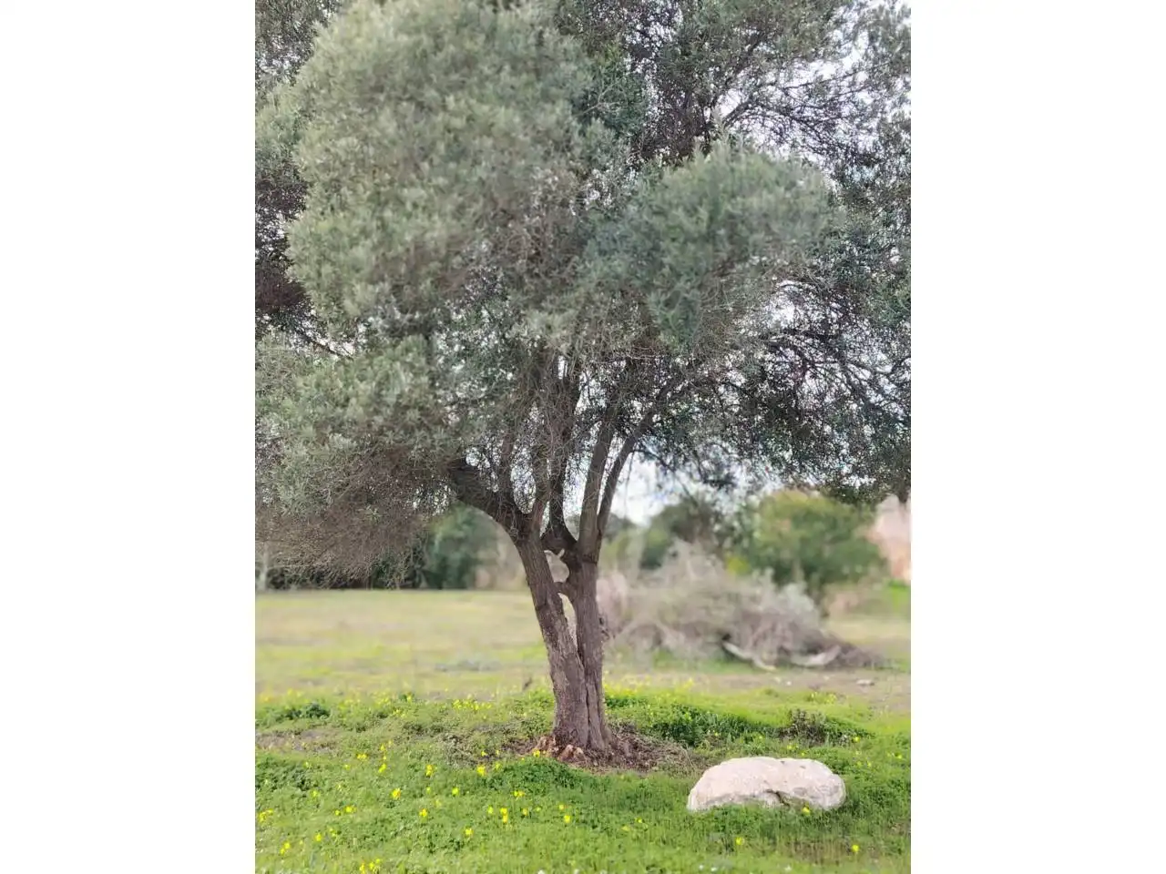 Terreny rústic en venda a Camino Donació, imagen 4
