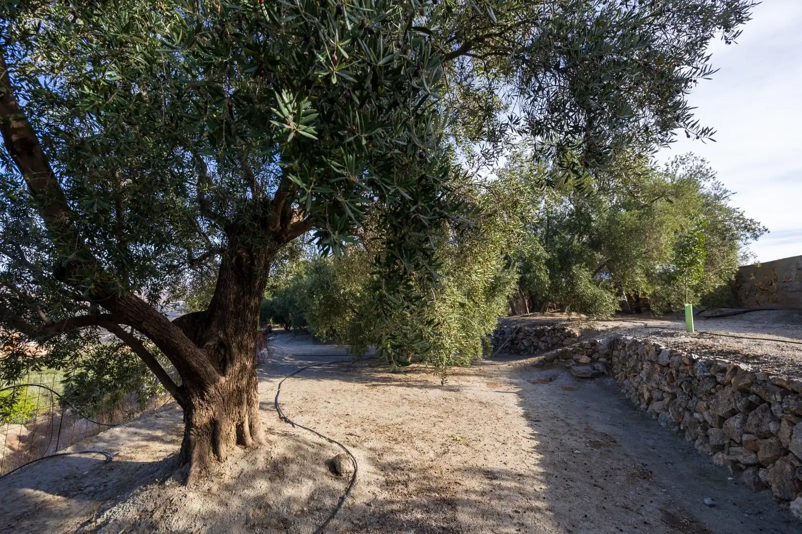 Terreni e lotti in vendita a El Pinar, imagen 22