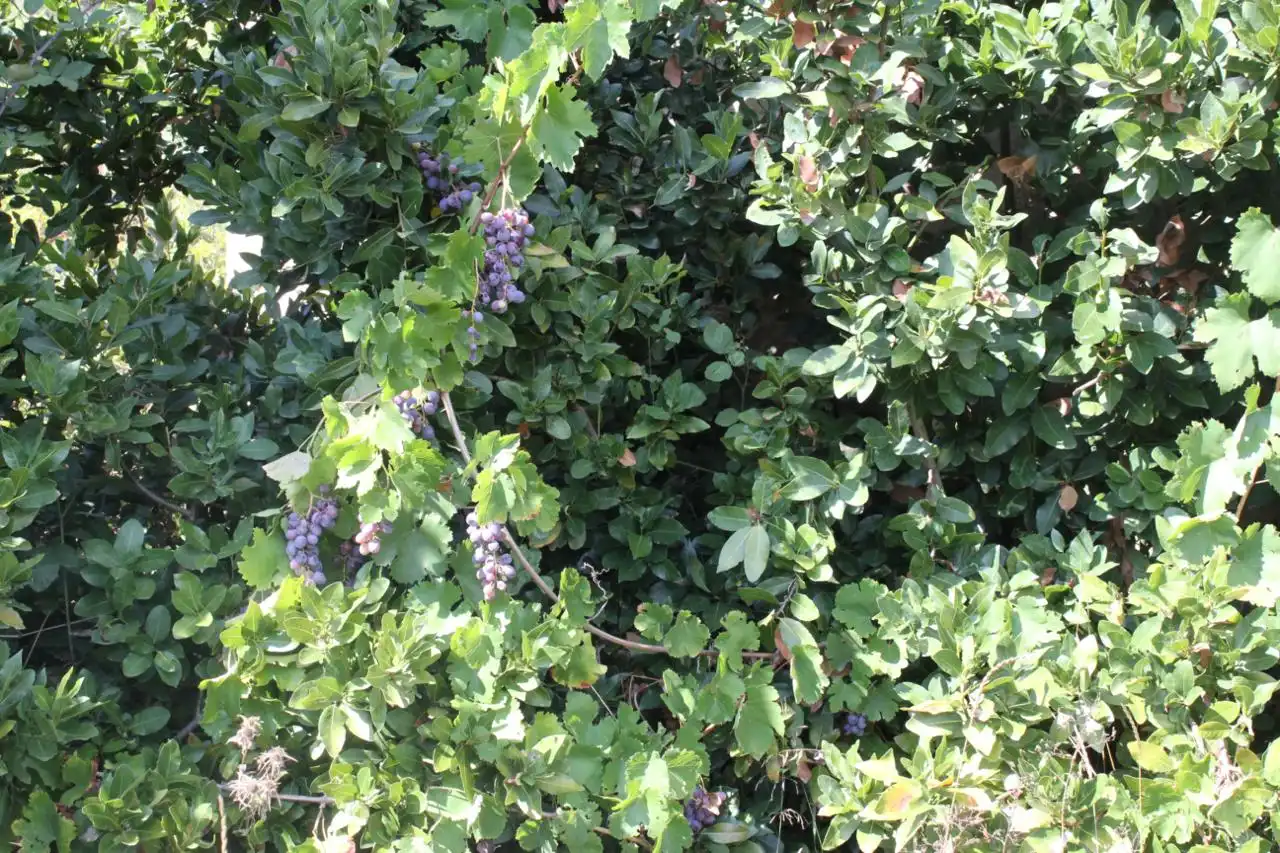 Terreni e lotti in vendita a Arens de Lledó, imagen 8