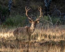 Foto 4 de Finca rústica en venda a Cabeza del Buey, Badajoz