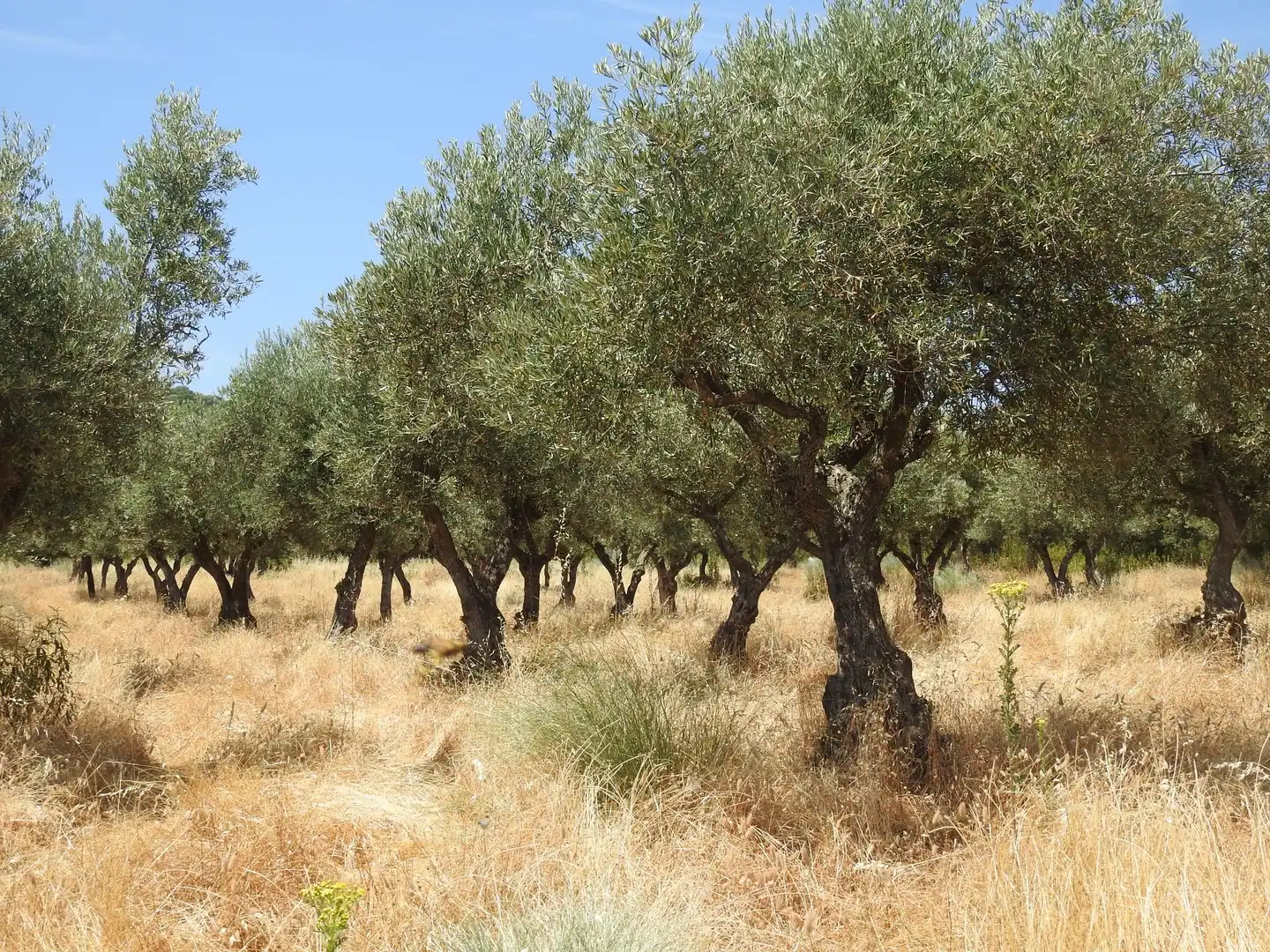 Terreni e lotti in vendita a Villar del Pedroso, imagen 13