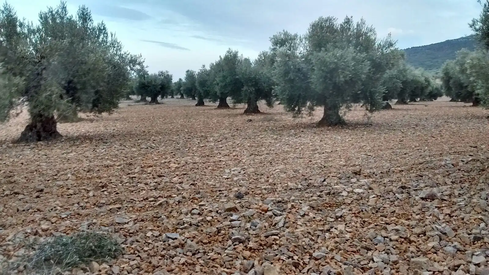 Terreny rústic en venda a Orgaz, imagen 4