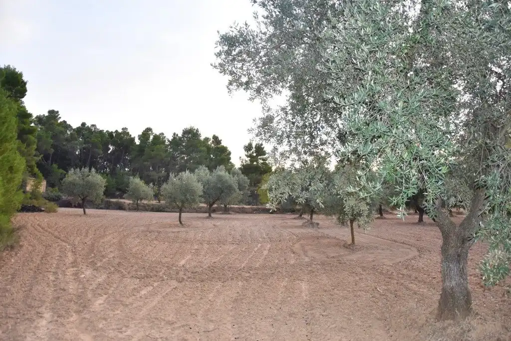 Terreni e lotti in vendita a Valderrobres